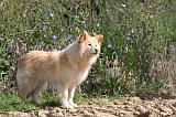 CHIEN FINNOIS DE LAPONIE 394
